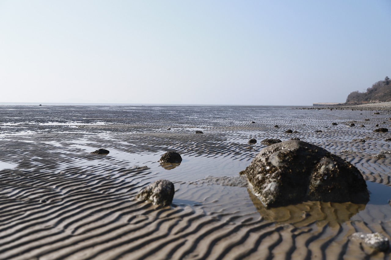 [유명한 지역축제] 바지락 보관법