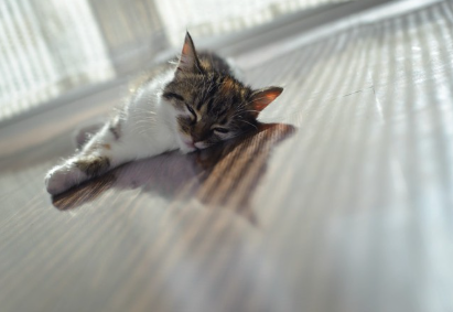 축 늘어지는 고양이.