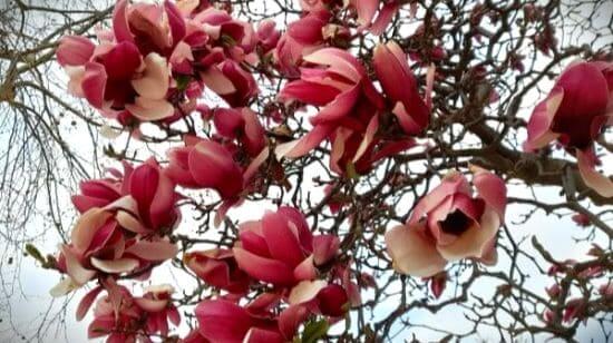 자목련-꽃-피는시기-개화시기-함박꽃나무-별목련-태산목-꽃말