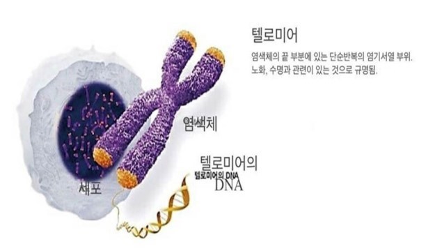 텔로미어 이미지