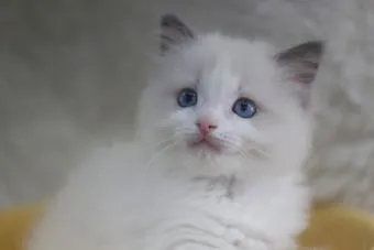 랙돌 고양이 유전병_12