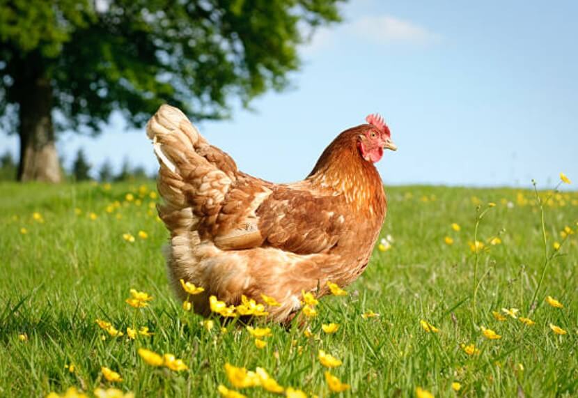 닭띠와안맞는띠토끼띠