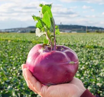 콜라비 재배 모종 선택 빛 관리 당도 높이기_33
