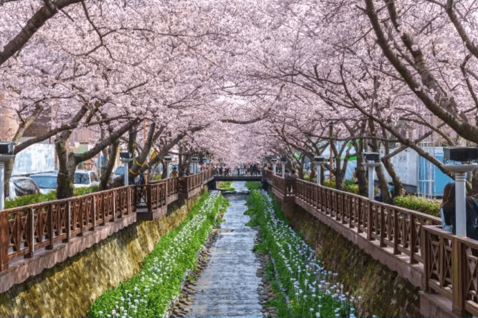 2025년 진해 군항제 벚꽃축제 관련사진