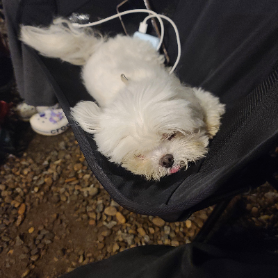 서울근교 애견동반 캠핑장