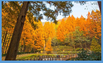 장태산-자연휴양림-풍경