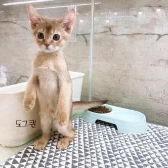 아비니시안 고양이 유전병_7