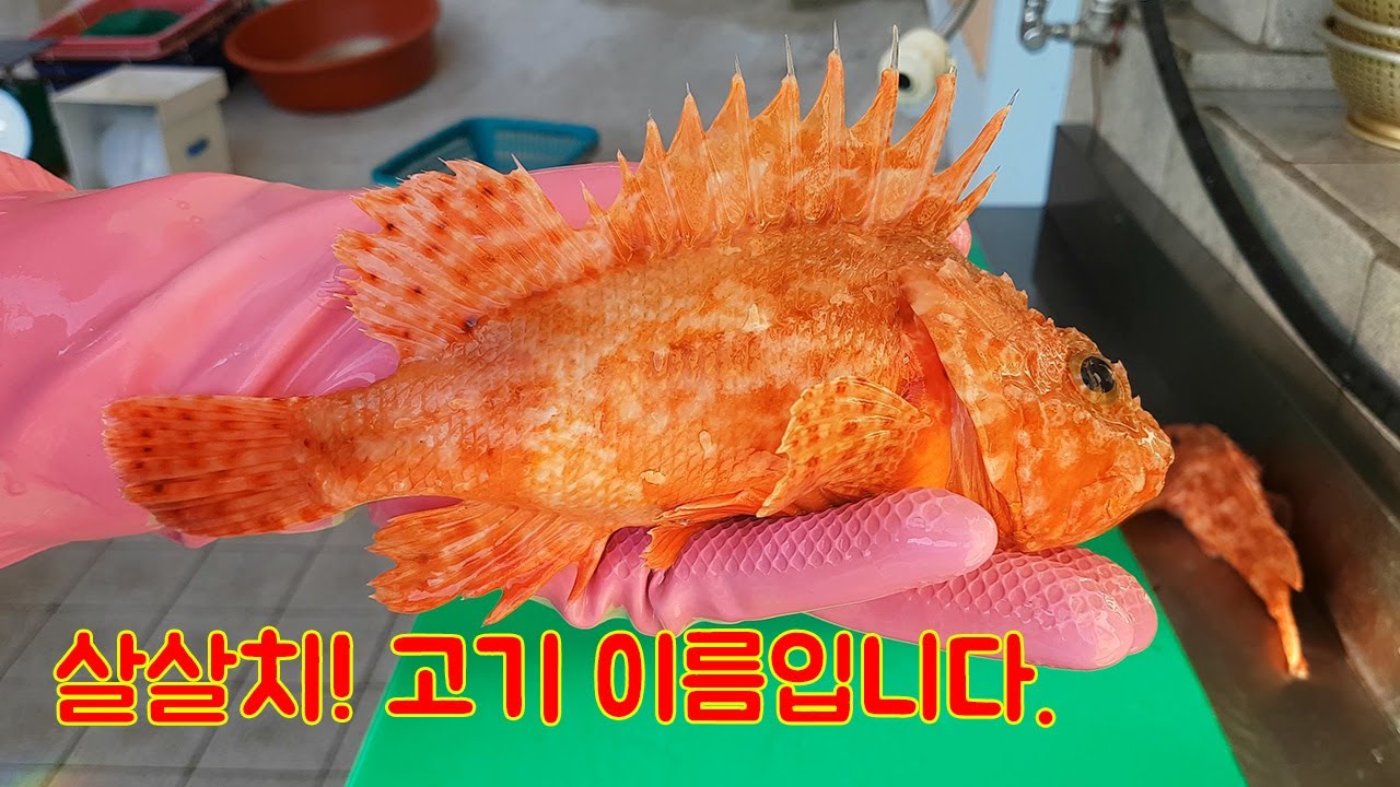 살살치