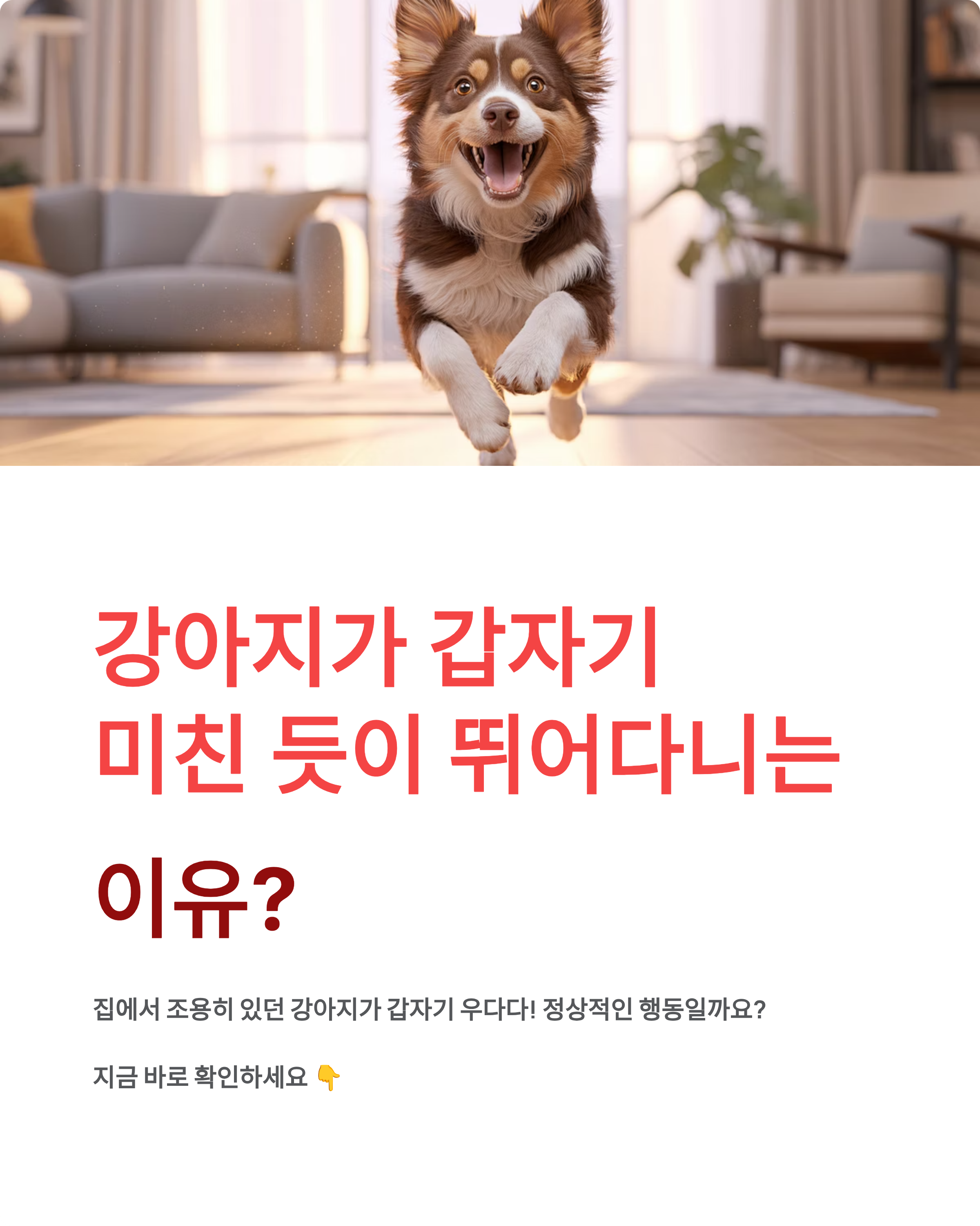 강아지 갑자기 우다다 뛰어다니는 이유? 원인·시간·대처법 총정리
