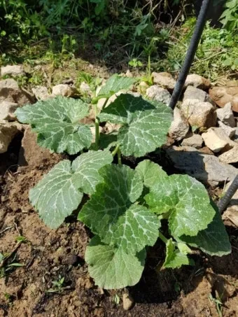 호박 재배 덩굴 유인 암꽃 관리 거름 주기_6