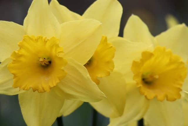 꽃의 구조와 역할: 꽃잎, 꽃받침, 수술, 암술 완벽 이해하기