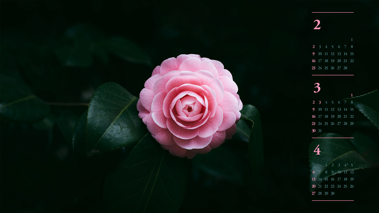 09 분홍 동백꽃 B - 2025년3월 노트북배경화면