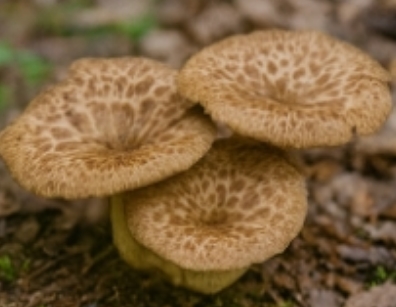 능이버섯 보관방법