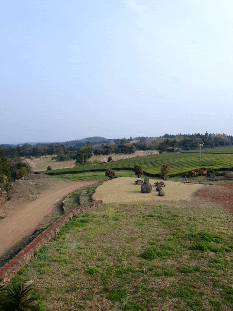 제주 수망다원 카페 옥상에서 바라본 녹차밭 풍경 가슴이 확~ 트인다~