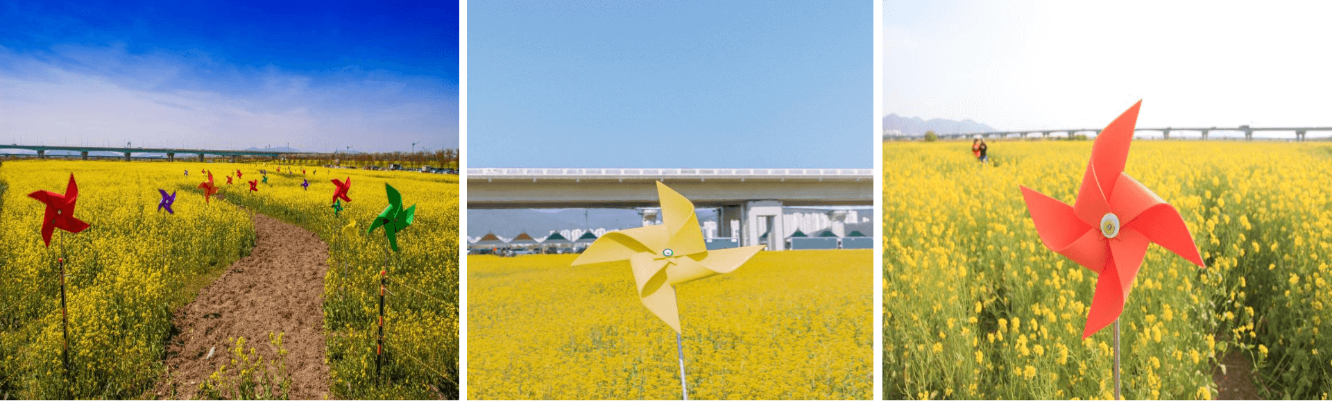 대저생태공원 벚꽃과 유채꽃