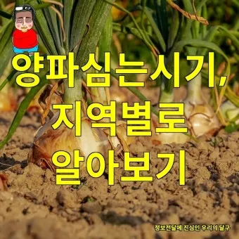 양파 심는 시기, 재배 방법과 기술, 파종 시기와 방법, 모종 심는 시기와 방법_38