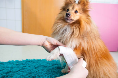 개 사마귀에 붕대를 감는 개