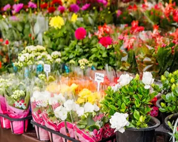 고양 꽃박람회_25