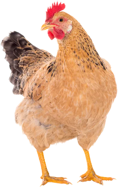 2025년 닭띠 연애운