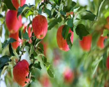 문경사과축제_12