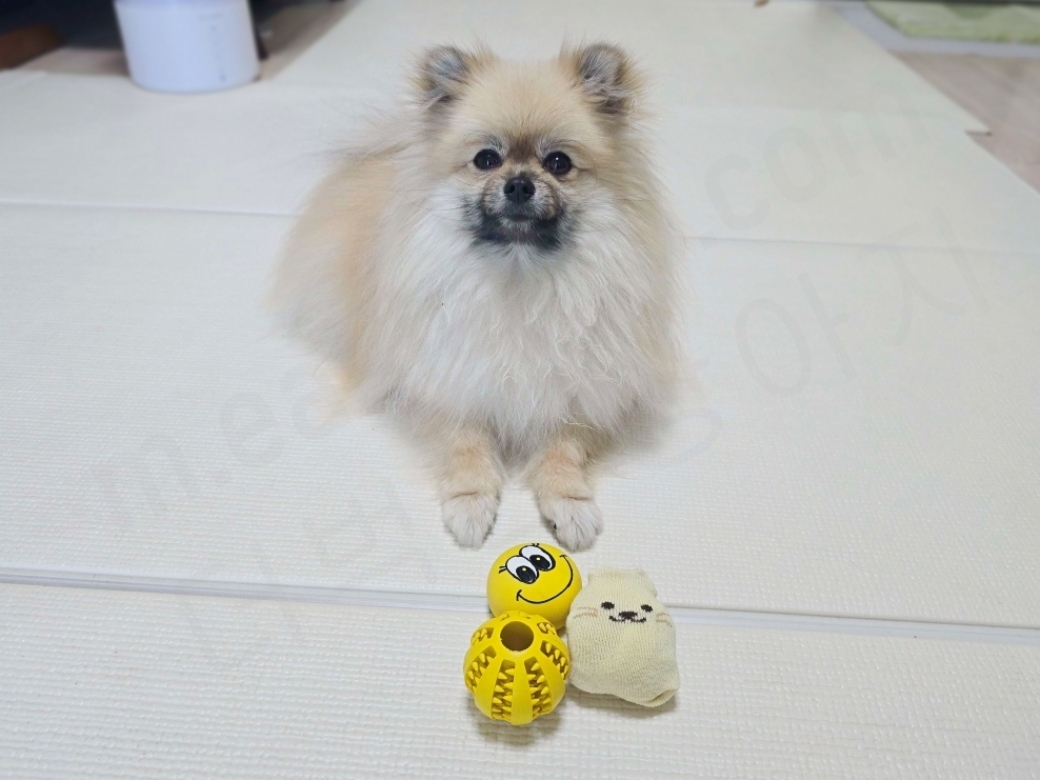 여러 가지 종류의 강아지 공들