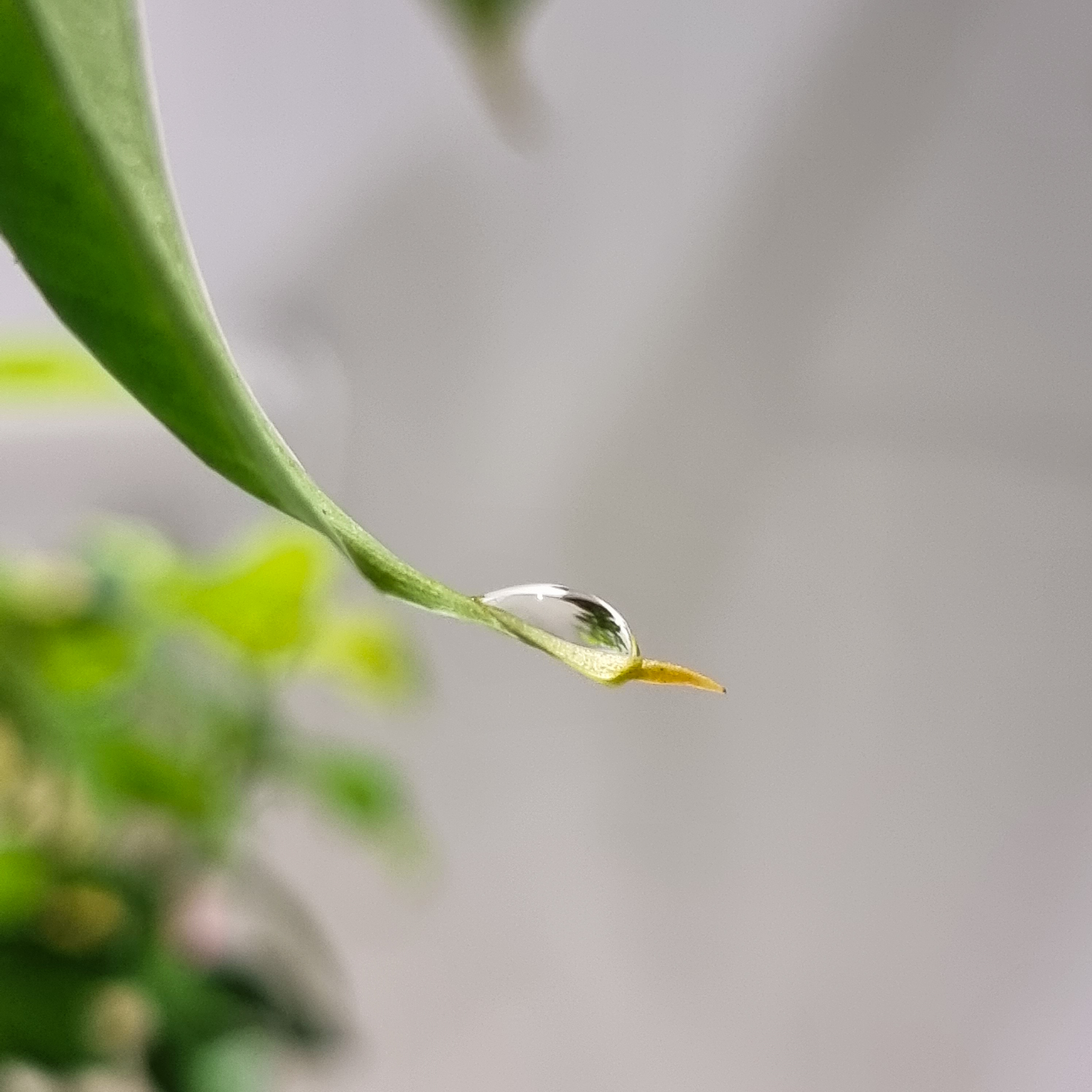 식물의일액현상