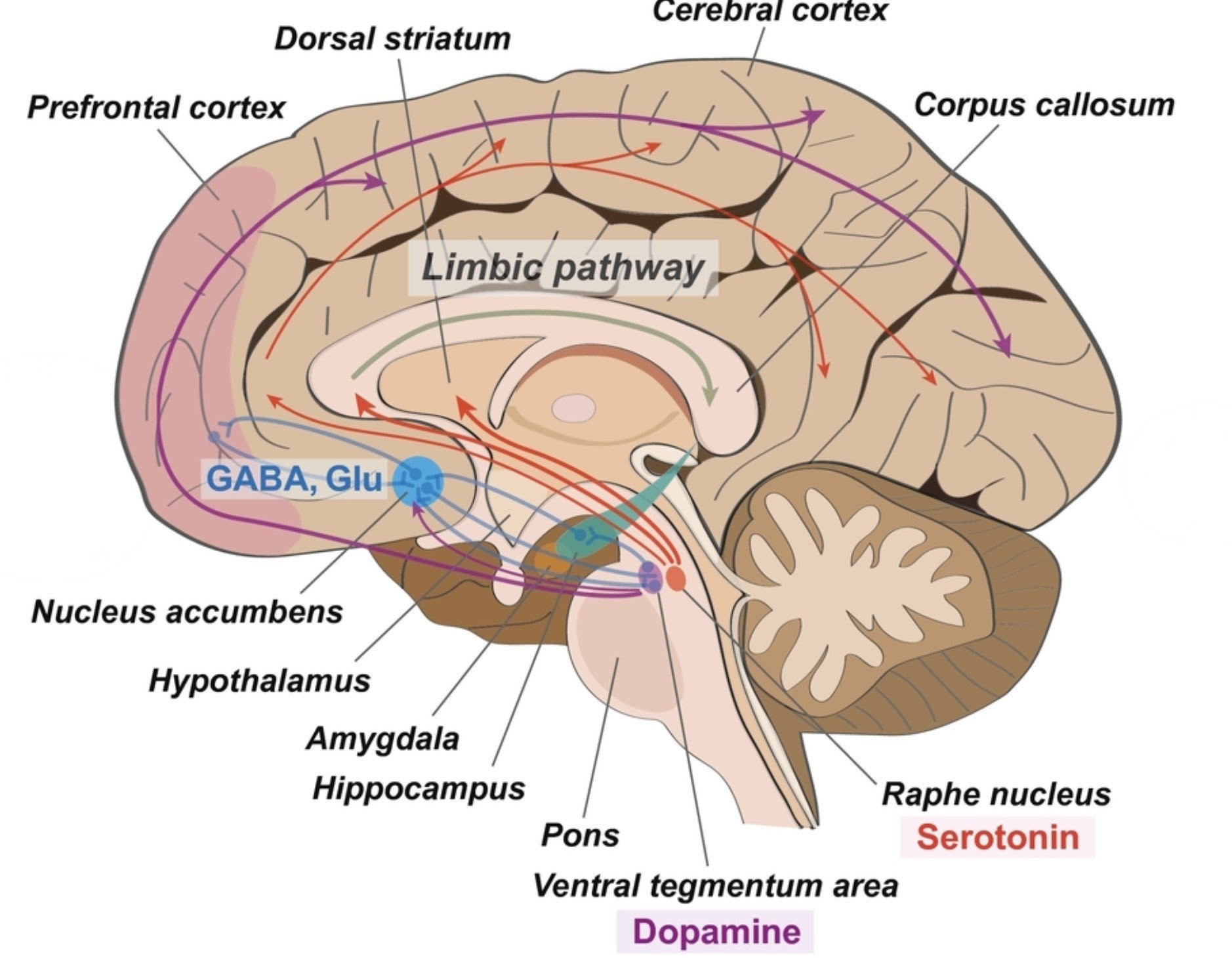 우울·불안 잡는 비밀 ? 세르토닌 영양제 6가지