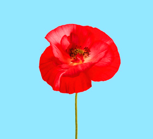 하늘색 바탕에 빨간 꽃 한송이가 있다. 잎이 넓고 둥글며 수술은 갈색이다.