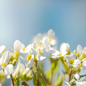 서울 무료 봄축제 BEST 5