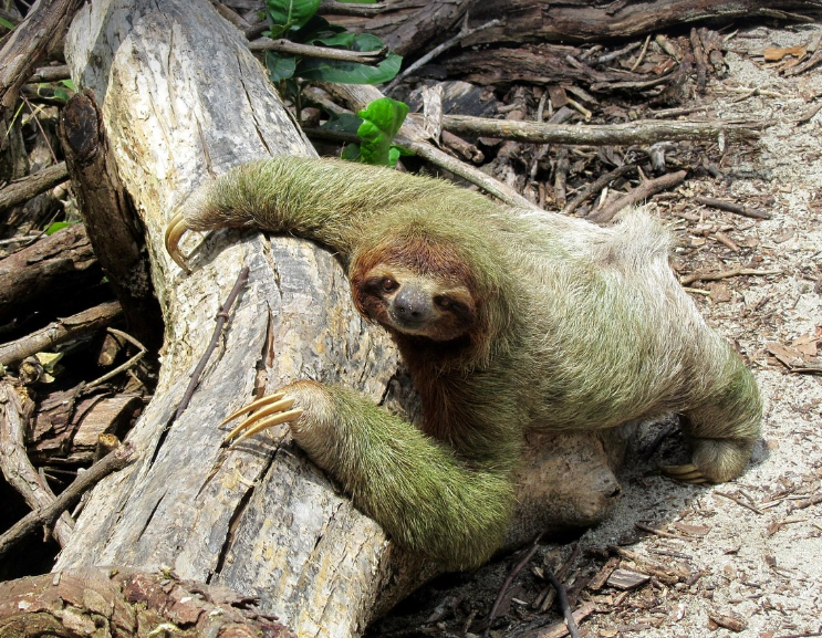 나무늘보의 모습