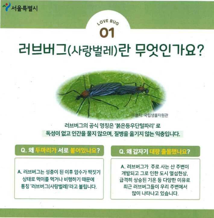 러브버그-퇴치방법-서울시-안내