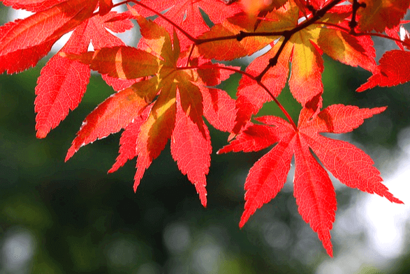 붉은 단풍잎들이 나무에 가득하다. 별모양처럼 생겼다.
