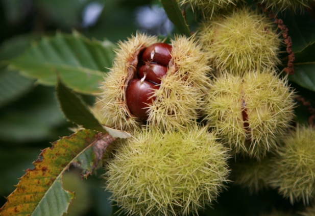 찐밤 까는법 완벽정리 🍂 껍질이 쏙쏙 벗겨지는 황금비율 공개!