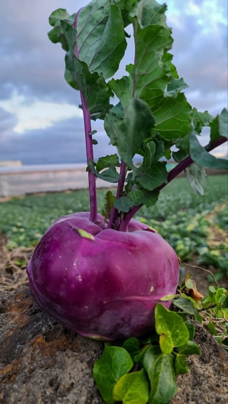 콜라비 관련 사진
