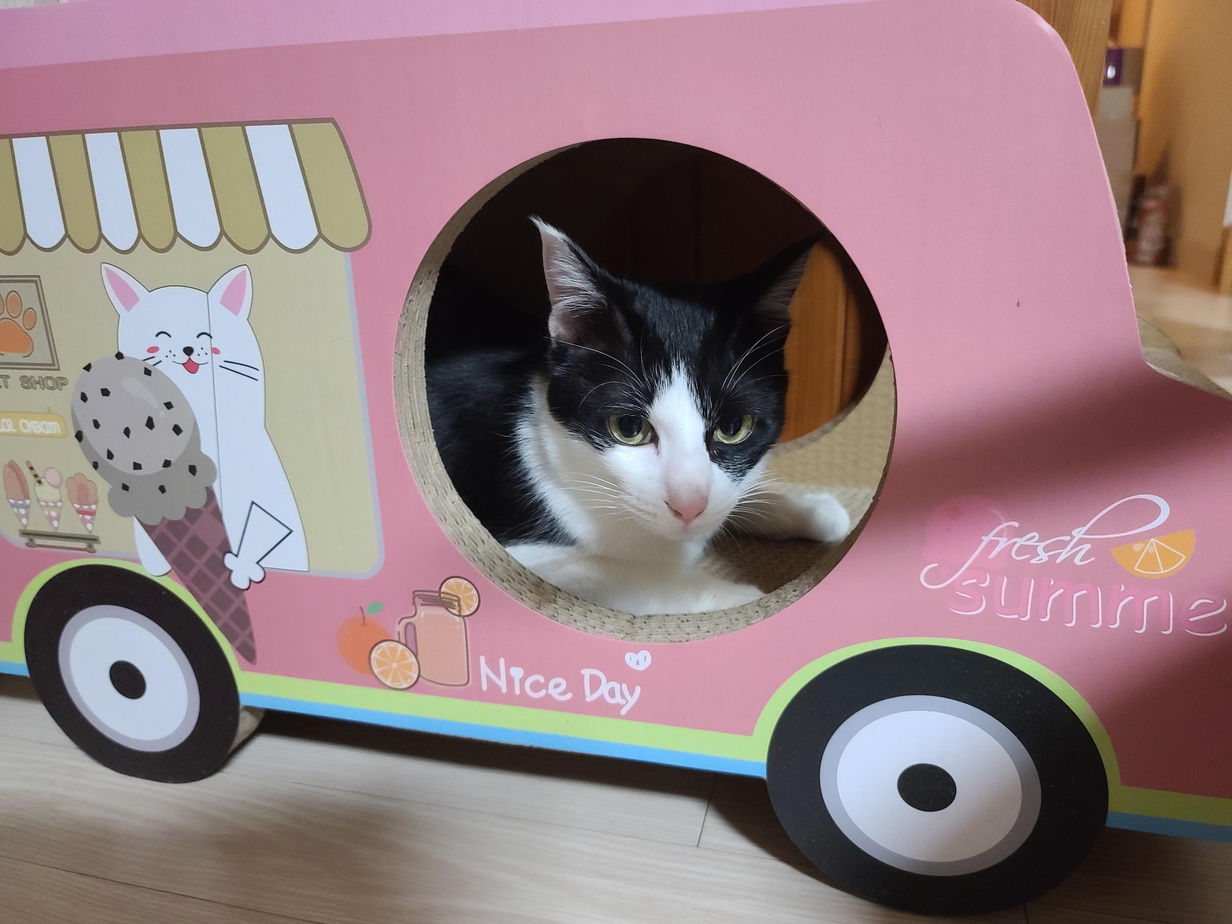 고양이들 스크래쳐를 교체했다.(자동차스크래쳐,침대형스크래쳐)