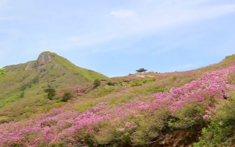 황매산 철쭉축제_9