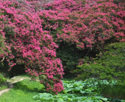 가을에 피는 꽃 배롱나무-담양 명옥헌 원림