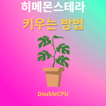 히메몬스테라 키우기 물주기