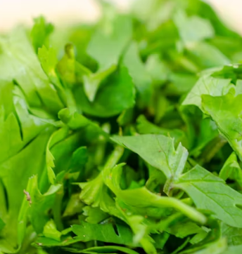 루꼴라 효능 부작용 영양성분 먹는법 고르는법 칼로리