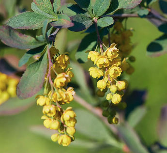 베르베린(Berberine)