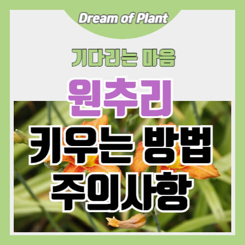 원추리 키우는 방법과 주의사항 썸네일 이미지