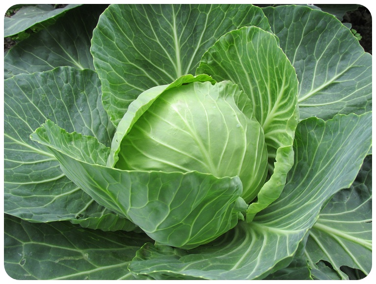 양배추 영양 성분