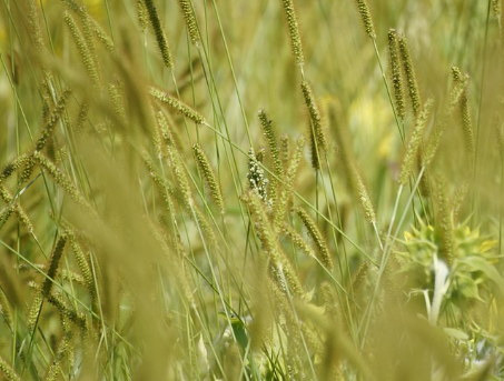 케라넷(Keranet)이란 무엇인가?