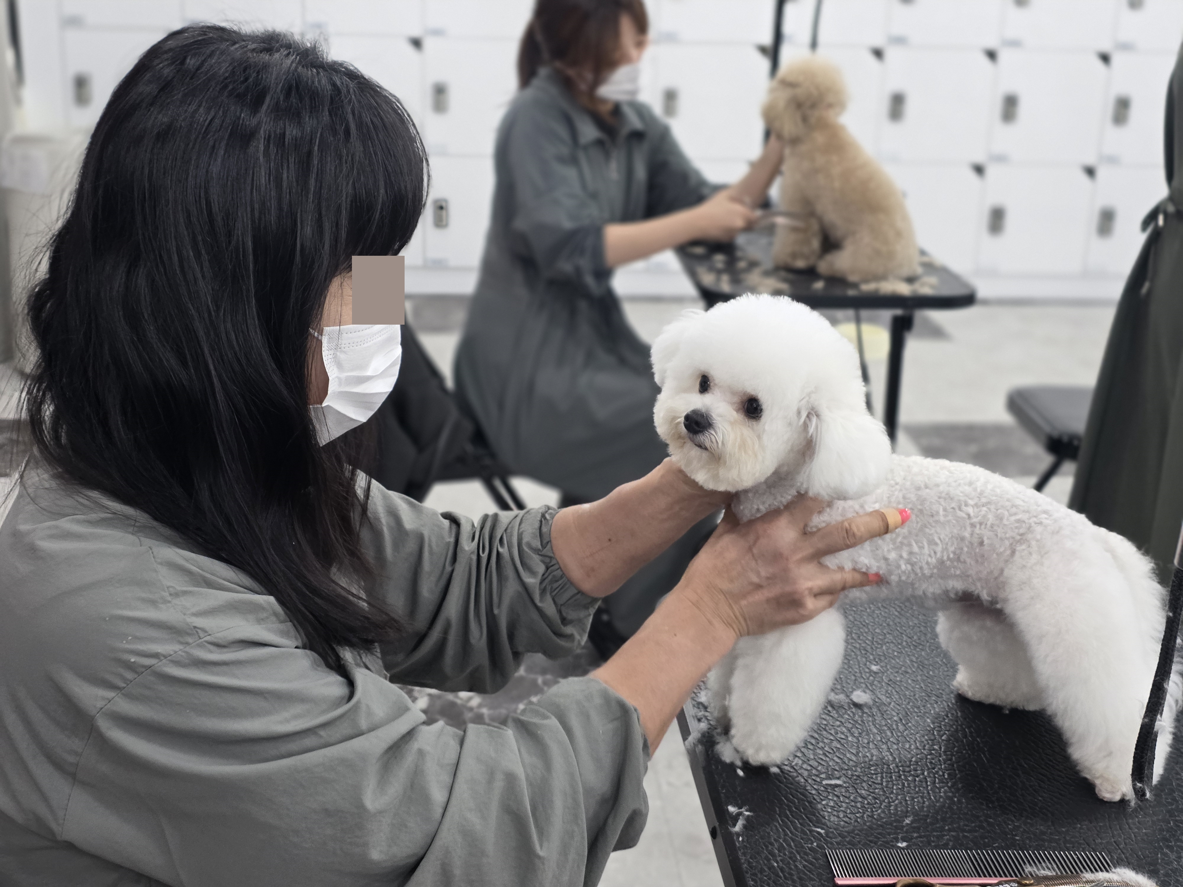 연제애견미용학원