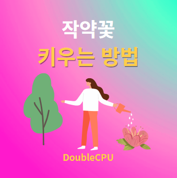 작약꽃 키우기