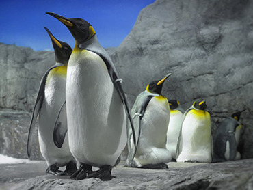 가이유칸 수족관