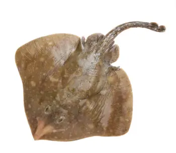 홍어 가격 및 효능&amp;#44; 영양성분 주의점