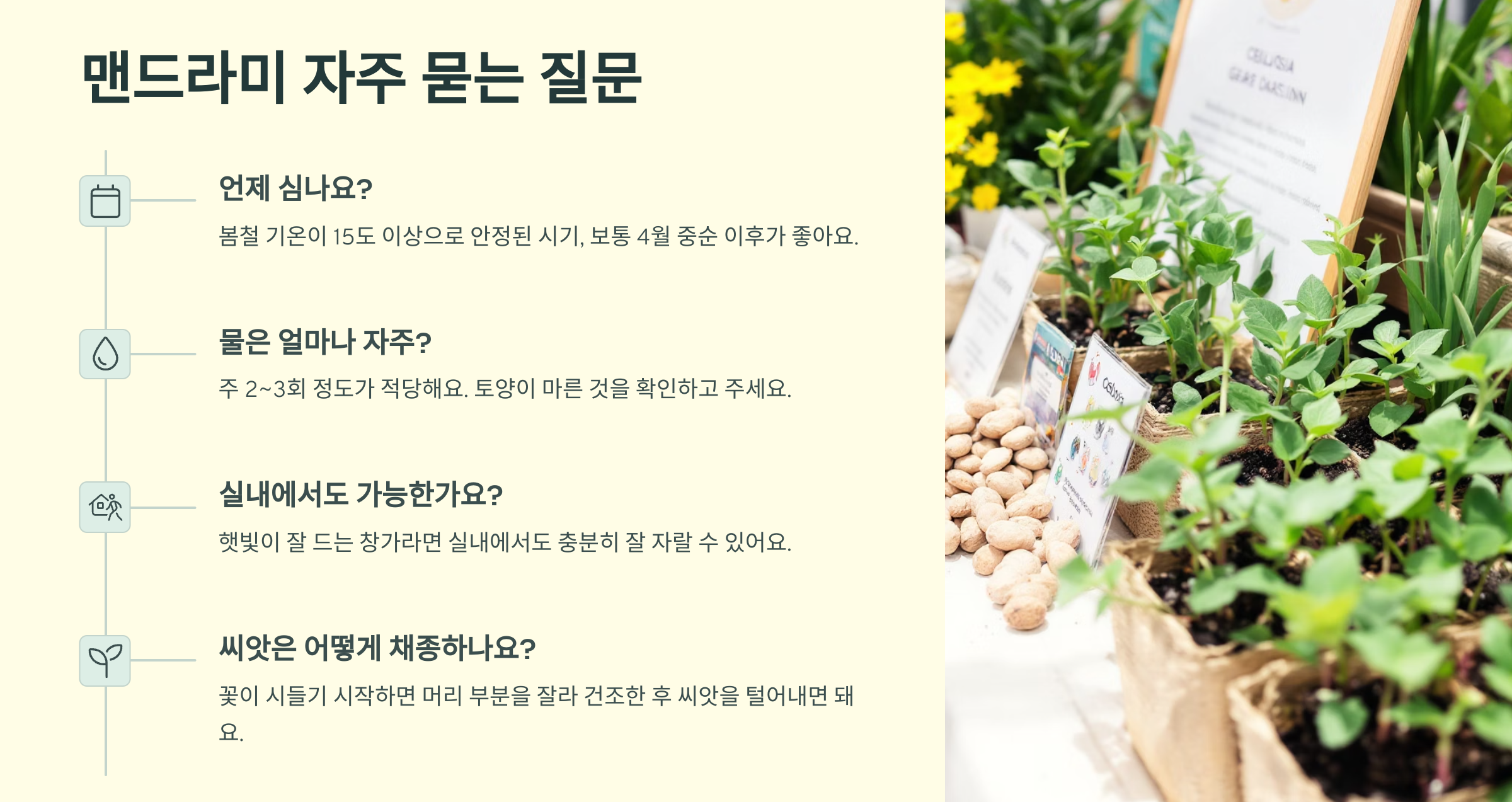 맨드라미