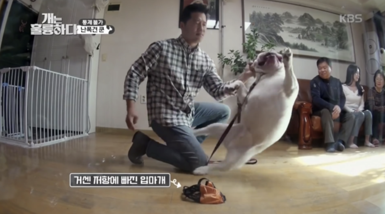 강형욱 입마개