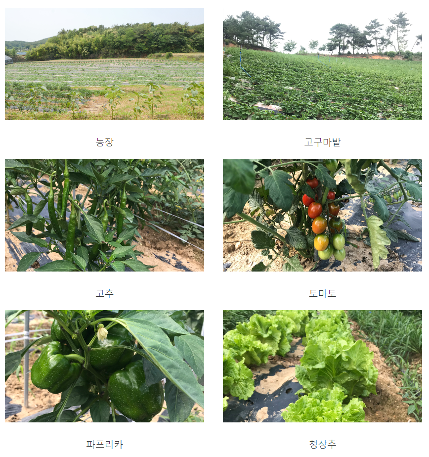 6월 축제 가볼만한 곳 (꽃축제)